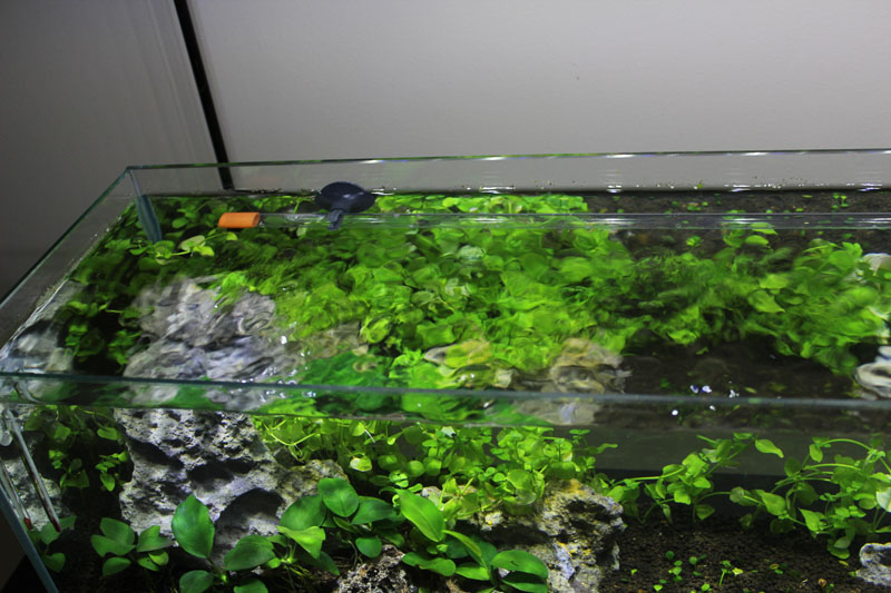 Discussion why no high end spray bars vs lily pipes? The Planted Tank Forum