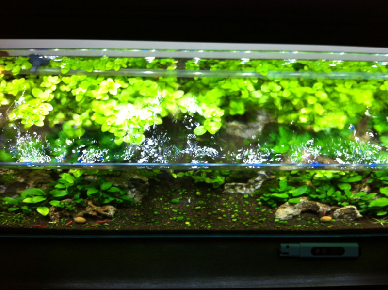 Discussion why no high end spray bars vs lily pipes? The Planted Tank Forum