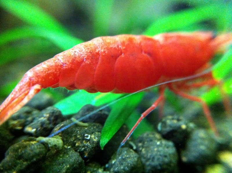 what color substrate for blue shrimp? The Planted Tank Forum