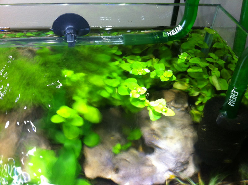 Discussion why no high end spray bars vs lily pipes? The Planted Tank Forum